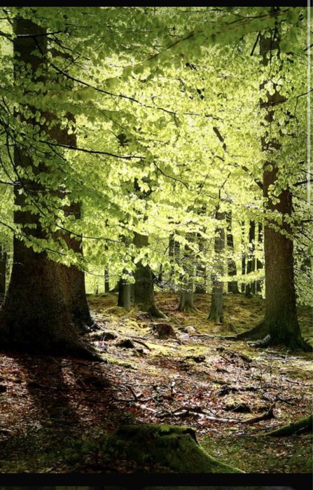 Продава се Земеделски имот в с. Старо Оряхово, Област Варна -  кв.м за 3549 €/дка - Снимка #12