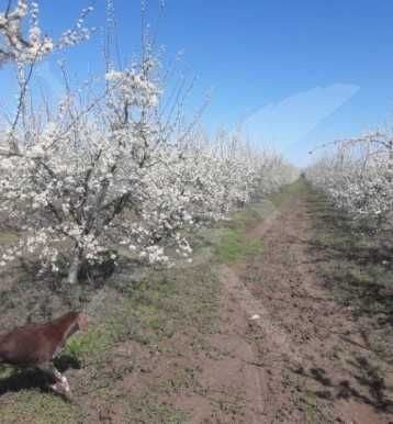 Парцел Цалапица 52683