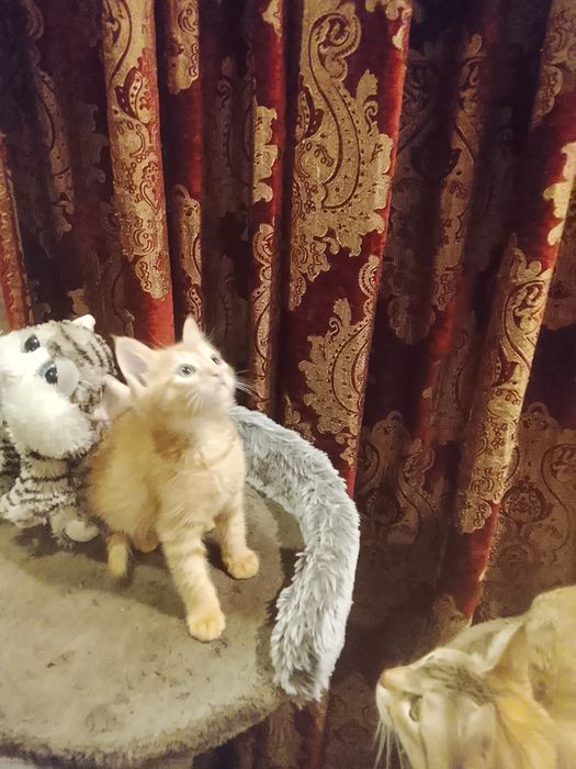 Котёнок рыжий 2.5 месяца в хорошие руки. Родился в домашних условиях
