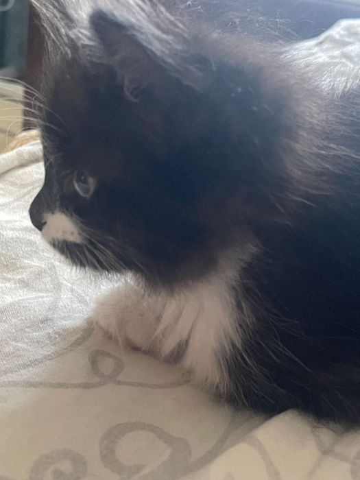 Котенок в добрые руки