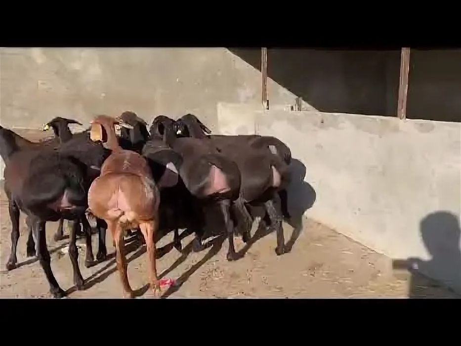 Продам гиссарских кошкарчиков