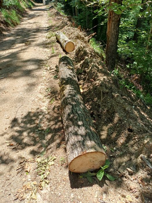 Дърва за огрев - Бук, Дъб, Бор, Трепетлика