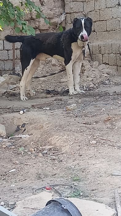 ALABAY TOZASI SOTLADI Kuchu hali bolla  ..