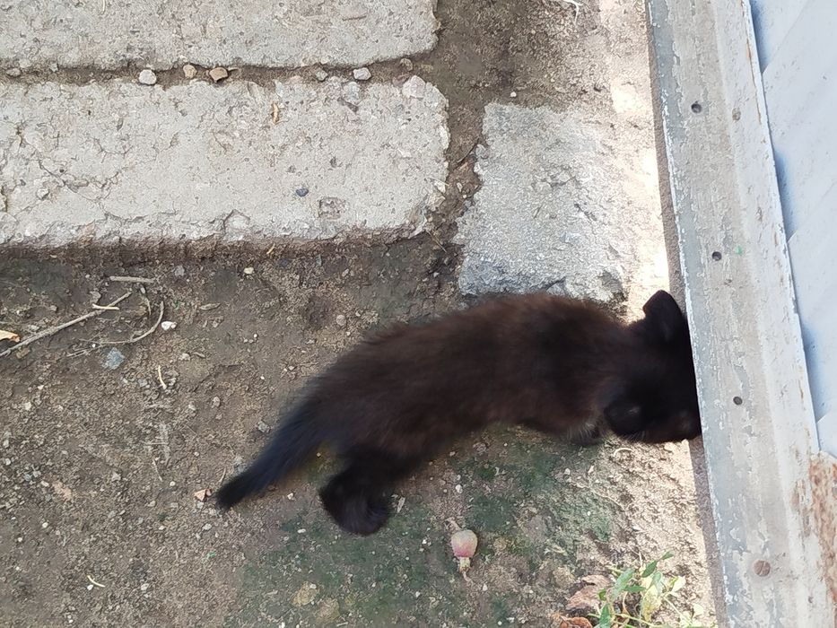 Котёнок ищет дом