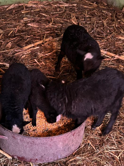 Se vinde un berbecuț din rasa Romanov