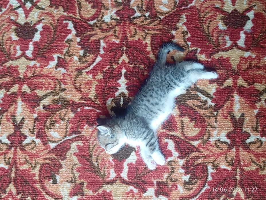 Котята два отдаём бесплатно