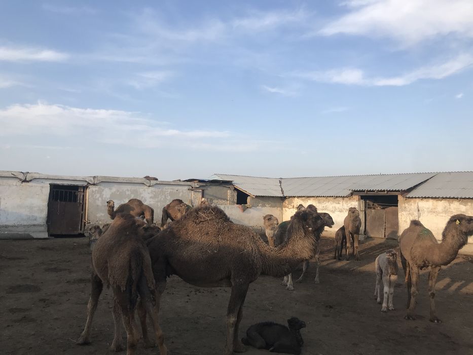 Кора, фазенда, бордах