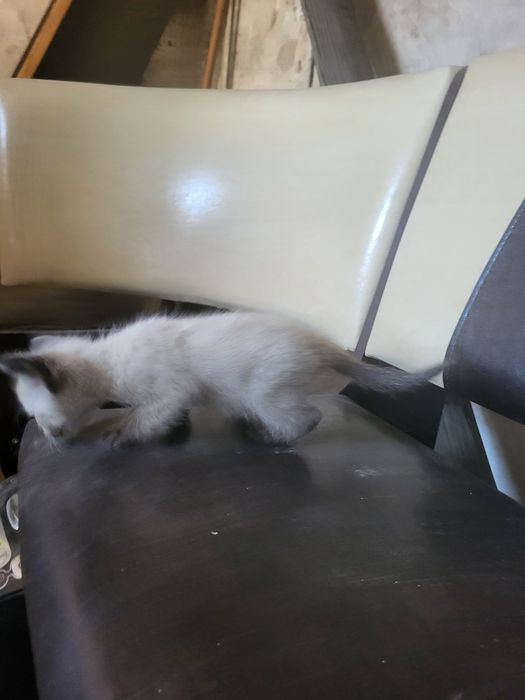 Котята в добрые руки!