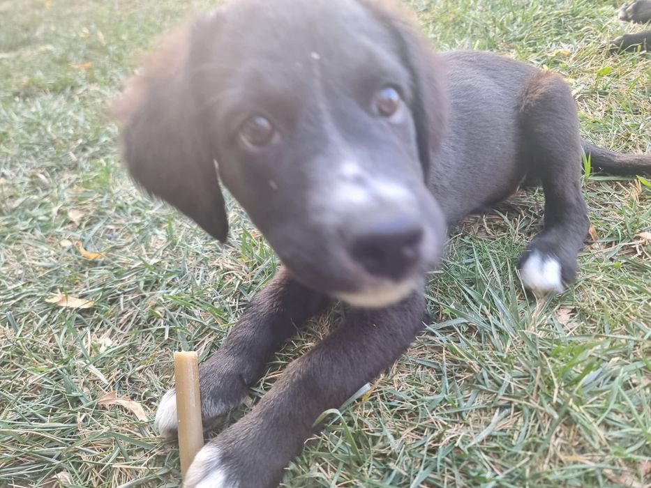 Ofer spre adopție