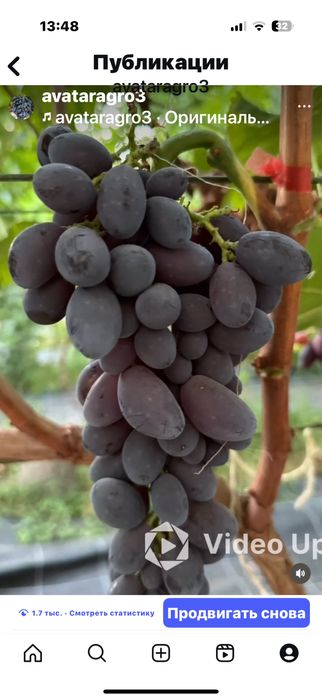 Аватар виноград продается