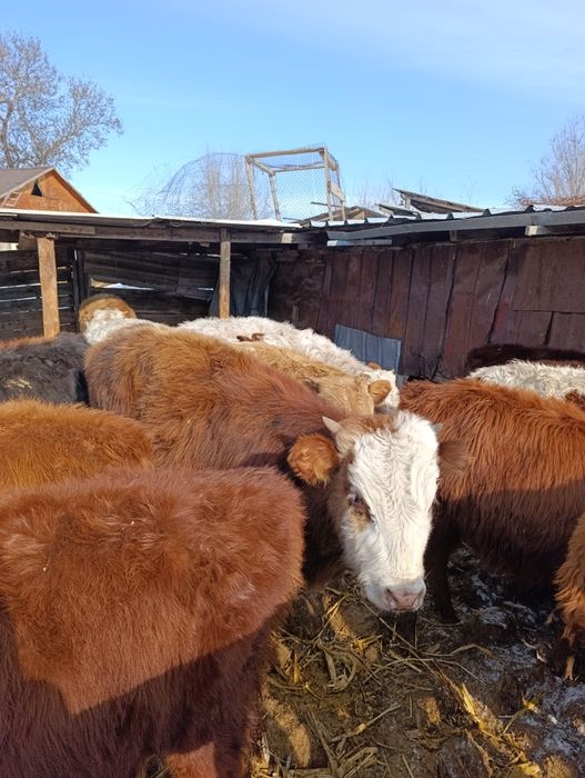 Продам бычки.бука