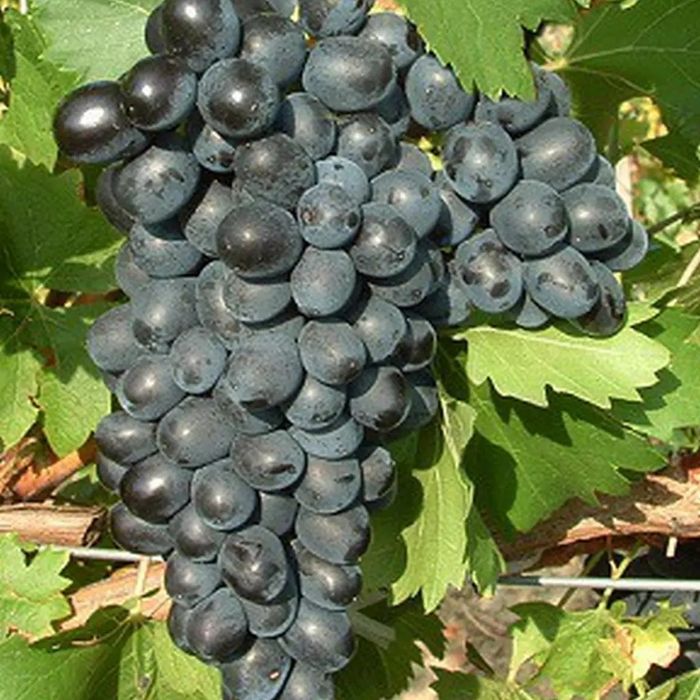 Vita de vie nobila altoita de vin neagra( 19 soiuri )i