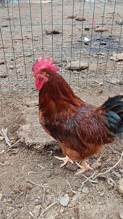 Корея Хан ҳеяп хўрозлар