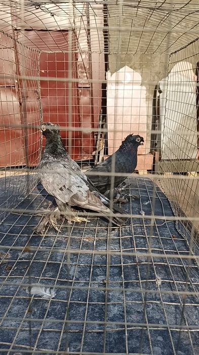 Голуби челкарь и жучка