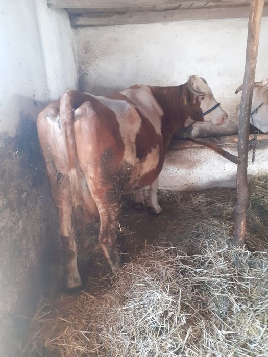 Vînd vacă gestantă