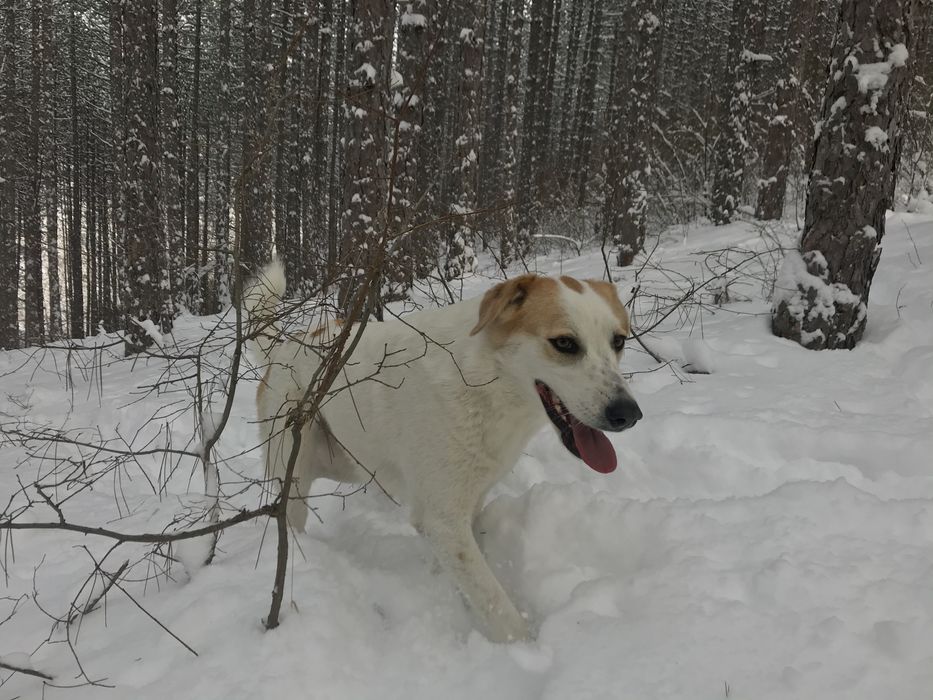 Подарявам 3 кучета