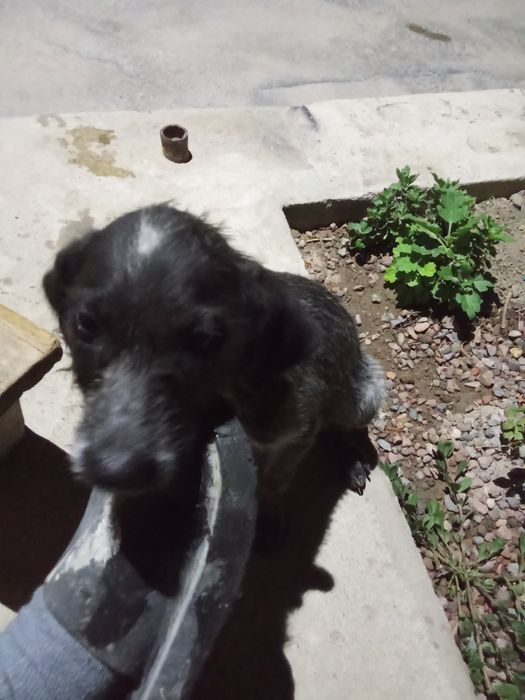 Ovchi kuchuk parôda dratxar