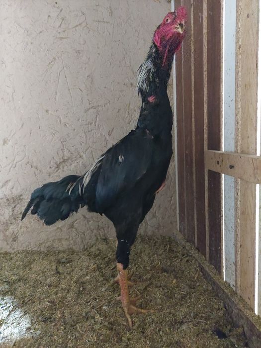 Avgustni oxirida chiqan xuruzcha