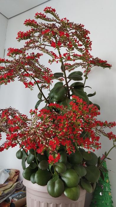 Продам цветы комнатные