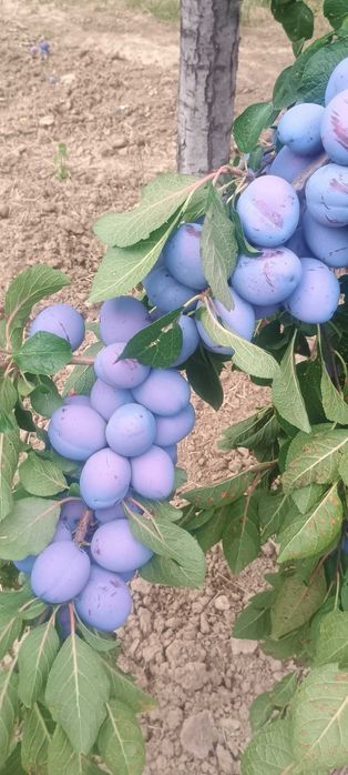 Prune de vanzare