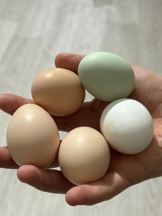 Продам домашних курей