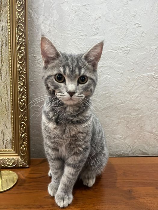 кот, короткошорстный британский