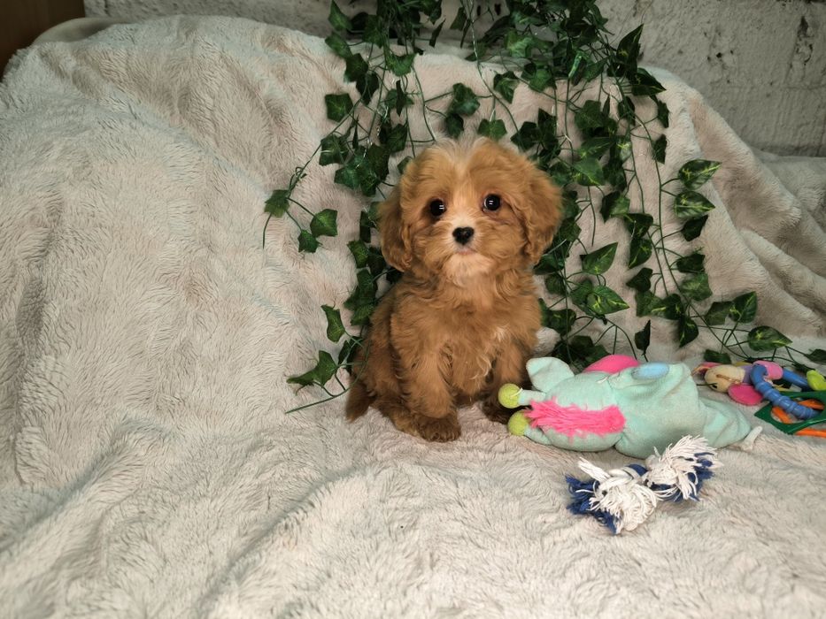Vand fetita Cavapoo toy  red F1