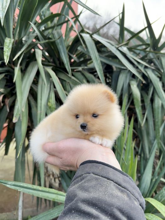 Померан мини момиче. Померанче