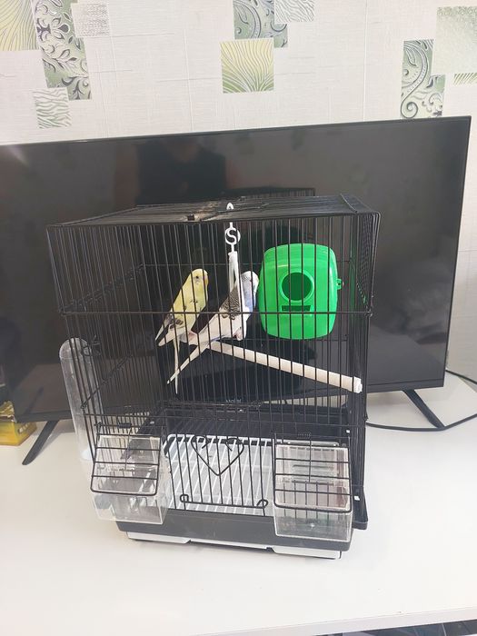 Попугайчики клетка корм минералы