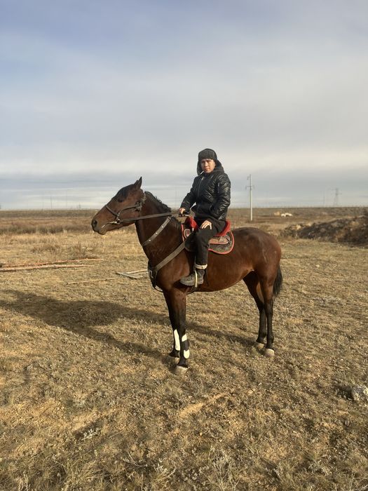 Кокпар Айғыр аяқ қолы сау