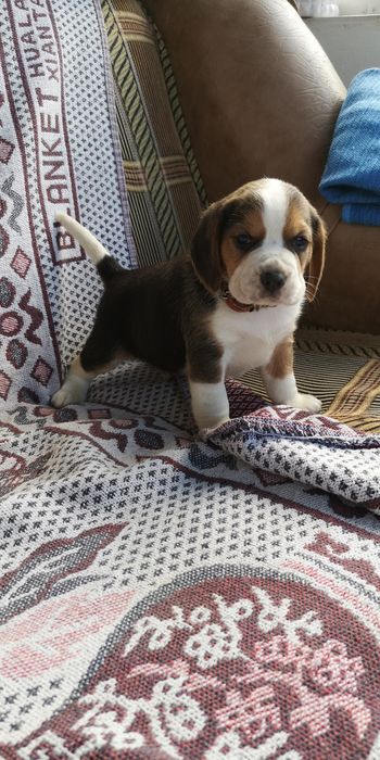 Beagle trei culori fată