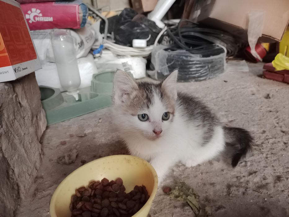 Отдам котят в хорошие руки