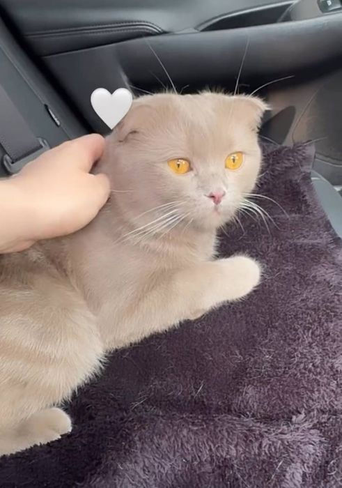 :Qiz mushuklarni mexmonga qabul qilamiz