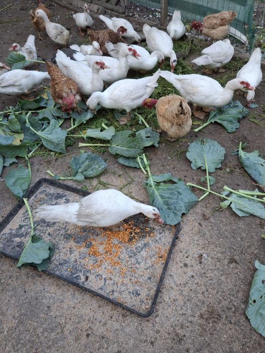 Vand rate  crescute la țară bio