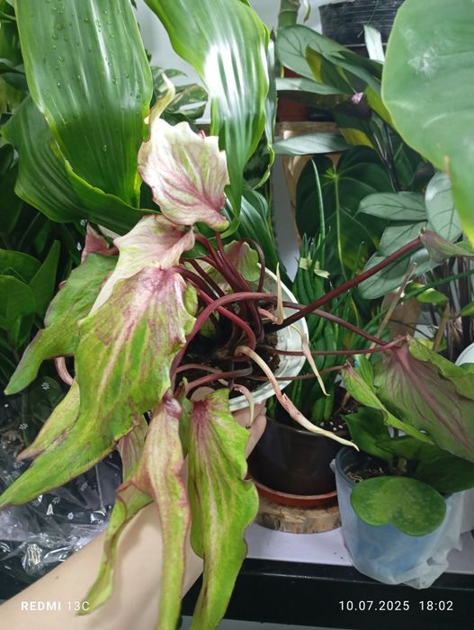 Каладиумы разные сорта