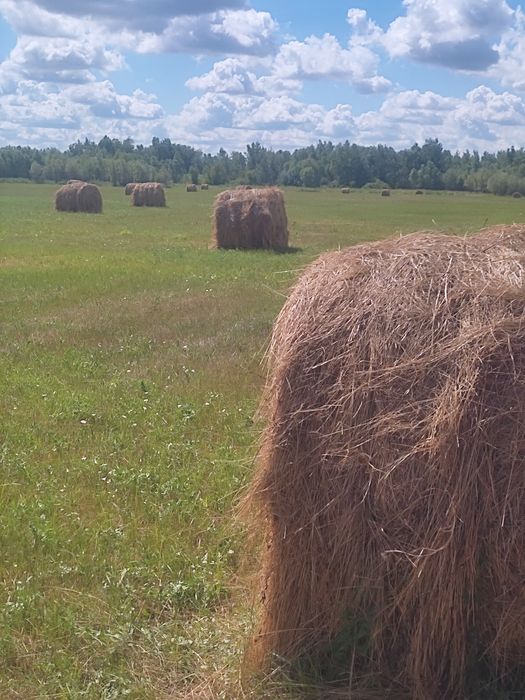 Продам сено в рулонах