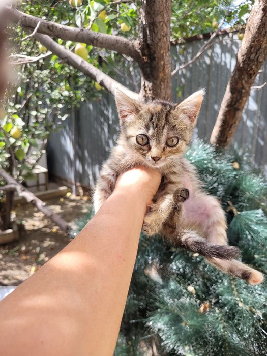 Котенок-девочка 1,5 мес. Смесь с породистой.