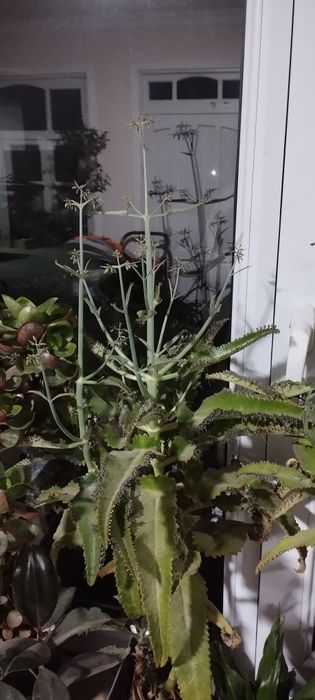 Продаётся комнатную цветы