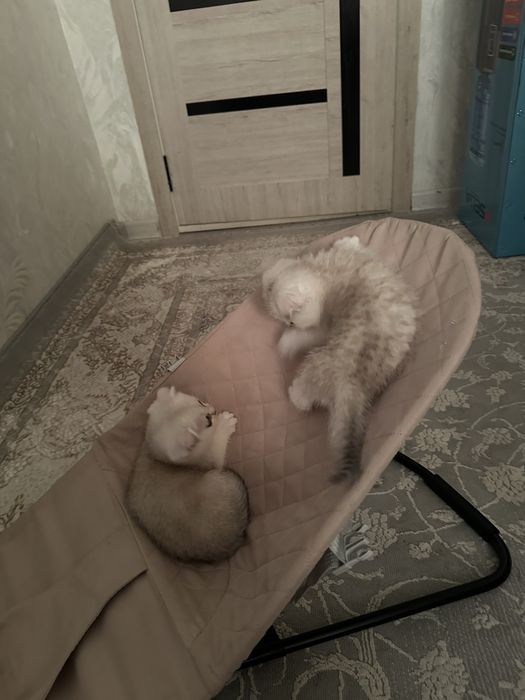 Sotiladi: Britanskiy Shinshilla mushukchalar narxini kelishiladi