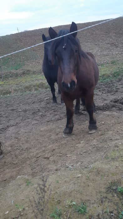 Manza rosie de 2 ani