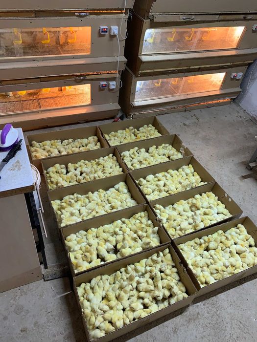 Бройлер балапан / цыплята бройлеры / Кобб-500 / Росс-308