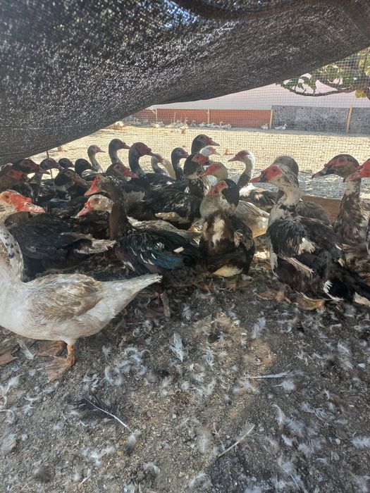 Продам индоуток.