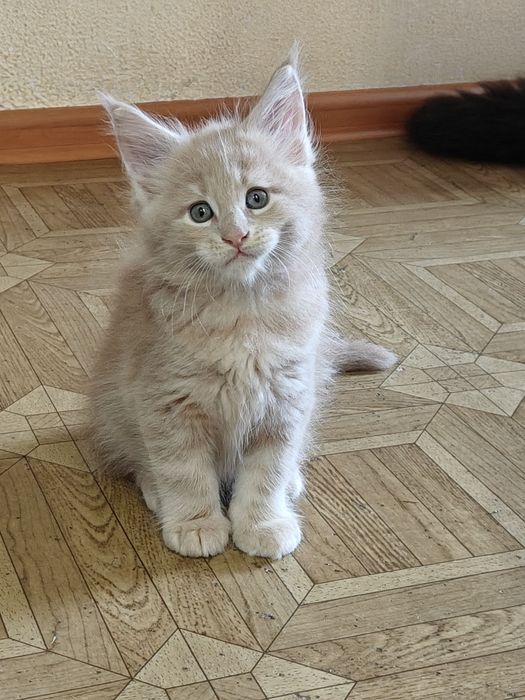 Котята породы Мейн-кун