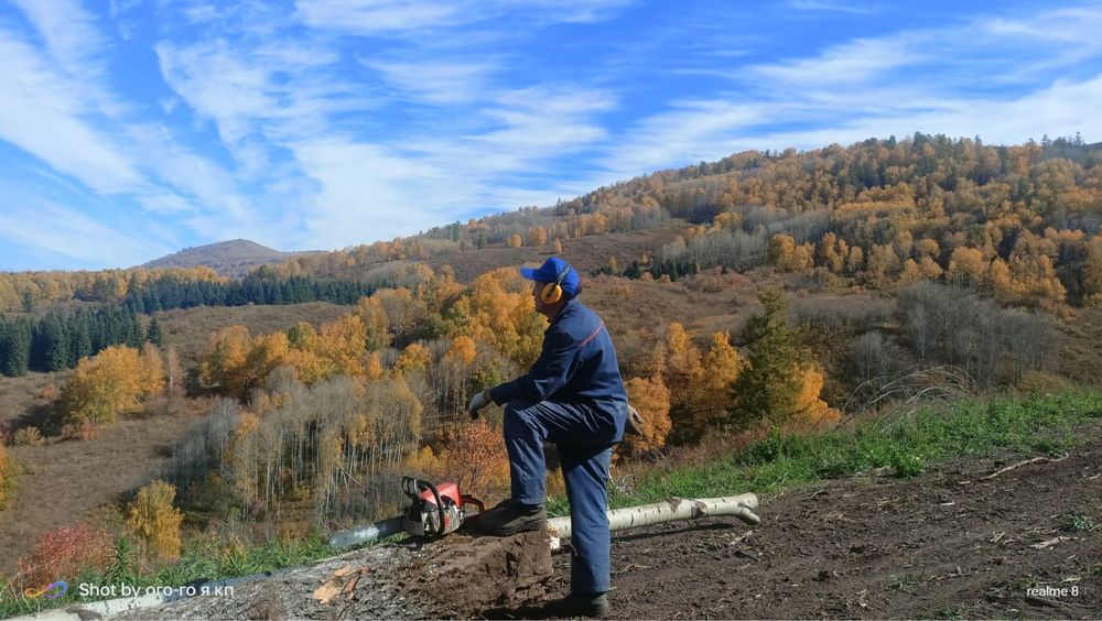Спил аварийных деревьев