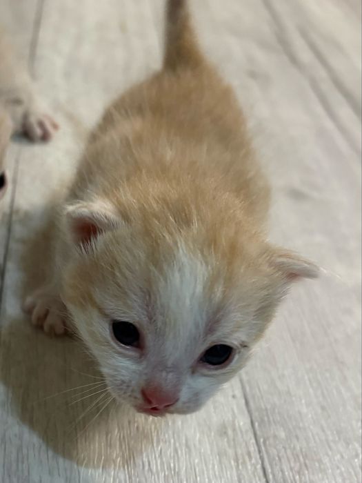 Котенок мальчик