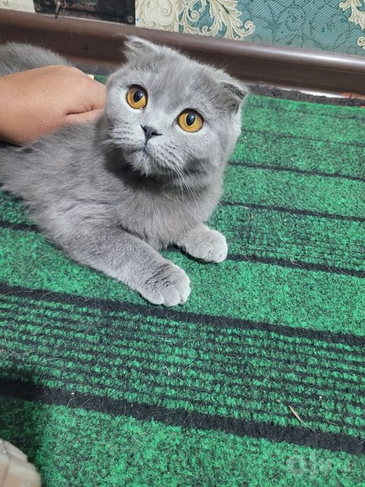 6 oylik qiz mushugimiz sotivda