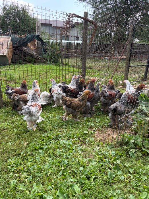 Brahma rotgesattelt și herminat închis