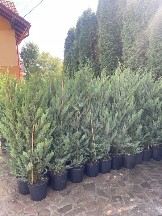 Leylandii de la 1m la 280cm