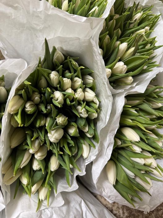 Тюльпаны к 8 марта