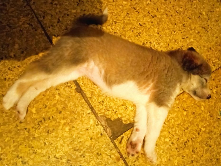 Отдам девочек в добрые руки!